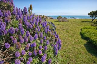 Rolling Waves Beach House - Sea Ranch - 2