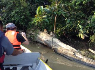 Sukau tomanggong view bed & breakfast - 1