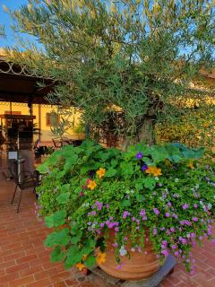 "La Terrazza di Castiglione" APPARTAMENTI VACANZA - Castiglione della Pescaia - 9