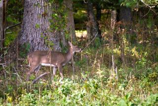 Misty View Cabin - Hatchertown - 3