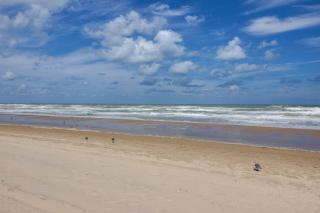 Palm Tree Escape - South Padre Island - 7