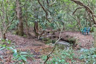 Four Cubs in the Creek - Sautee Nacoochee - 7