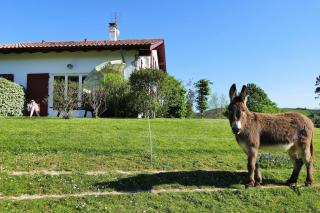 BaskoParadis I Eco-Gites I Calme I Vue I Ânes I Jardin I Montagne I Nature - Louhossoa - 5
