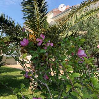 Villa Olive Grove Ferienhaus in Kroatien direkt am Meer nahe Zadar und Nin - Privlaka - 8
