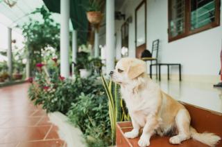 Tre Xanh Homestay - Ninh Binh - 9