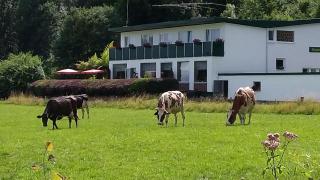 WALDHOTEL - Dierdorf - 2
