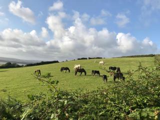 Blaen Cedi Cottages - 1