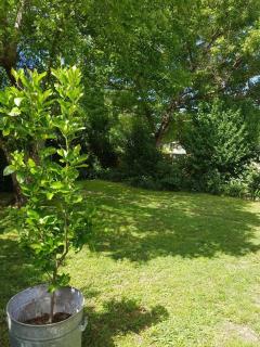 Cute Cottage On Byng - Walk to Town - Orange - 2