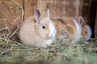 Reden Hof - Selva dei Molini - 5