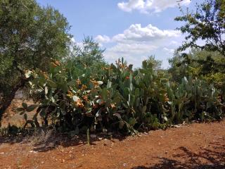 Trullo gioioso - Ostuni - 7