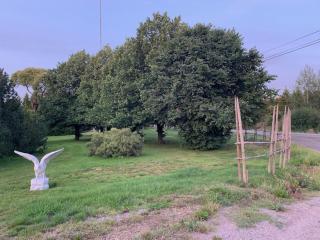 Basic Finland house with big garden - 2