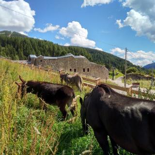 Kofelhof - Sesto - 1