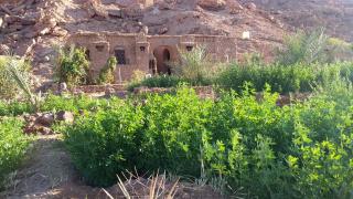 Amoudou Lodge Camp - Tissint - 8