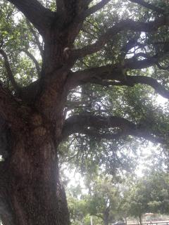 Suzet House - Oxapampa - 1