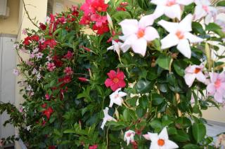 Lido Rosa Rooms - Lesina - 5