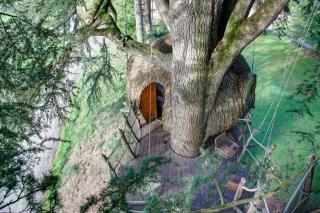 Insolite dans les arbres Les Ormes, Epiniac - Epiniac - 5