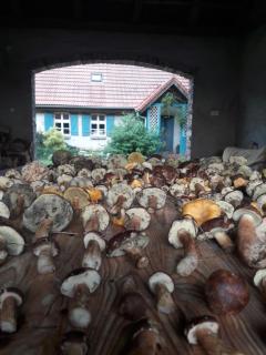 Dom w Puszczy - Kwiejce Nowe - 4