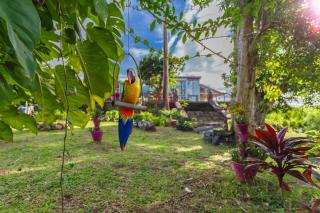 Villas ti creole nogent - Sainte-Rose - 3