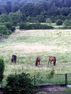 Ferienwohnung Abracadabra - 5