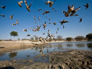 Grassland Safari Lodge - Ghanzi - 4
