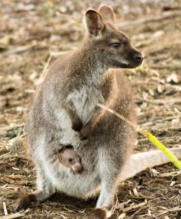 Free Spirit Pods - 4