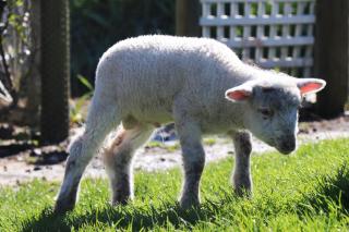 Johanna River Farm & Cottages - 1