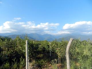 Jibghashvilebi's house - 1