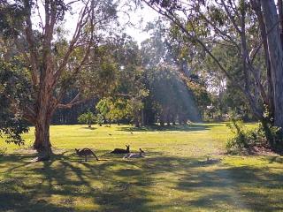 Lake Weyba Noosa Lodge & Kangaroos - Peregian Beach - 2