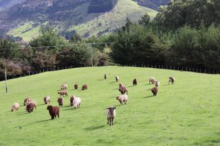Koromiko Cottage at Lochsloy Farmstay Little River - 6