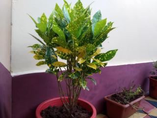 di CASA Resort - Calangute - 1