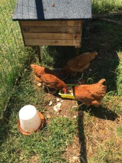 Le Grand Coudreau - 8