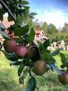 Blommenshage - Grisslehamn - 1