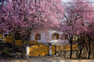 Antalóczy Vendégház - Tokaj - 7