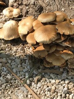 Oasis Country Park - 2