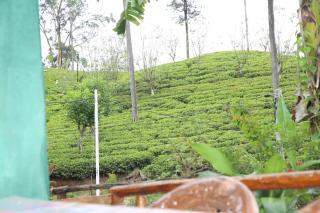 Ella Tea Land View - Ella - 4