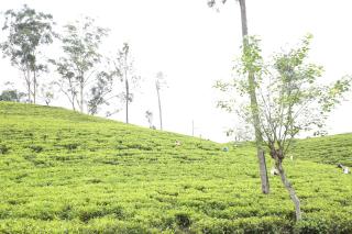 Ella Tea Land View - Ella - 0