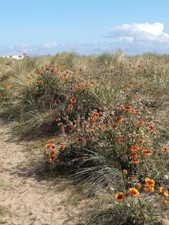 Seabreeze - 5