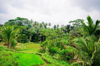 Vanilla Cottage Tetebatu - Tetebatu - 2
