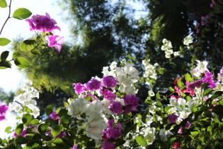 Secret Garden Chiangmai - 1