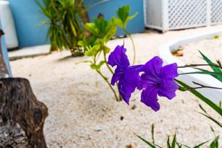 Saunders 3BD Beach Cottage - Nassau - 5