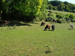 LE GITE DE RICHEMONT - 9