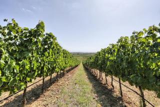 Agriturismo Terra Rossa - Valiano - 1
