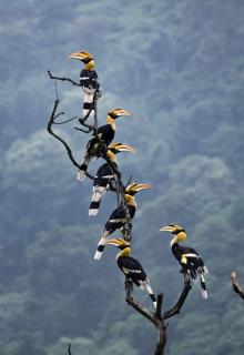 Adventure Inn Dandeli - 6