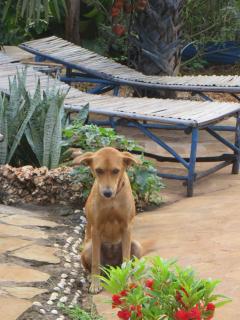 Bahati Diani House Glamping - Diani Beach - 3