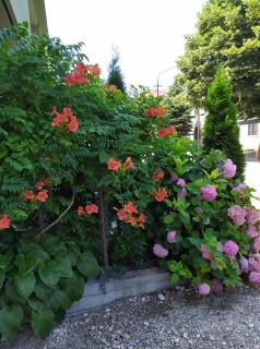 Guest House Pansion 10 - Cetinje - 5