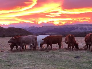 Mohaka River Farm - 0