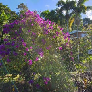 A Daintree Garden - Diwan - 4