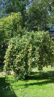 Wohnung am Wald - Witzeeze - 8