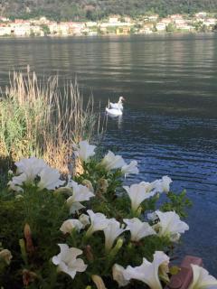 La casa dei cigni sul lago d’Orta - 6