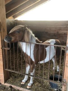 Boeren Biezen Bed Landelijk - 4